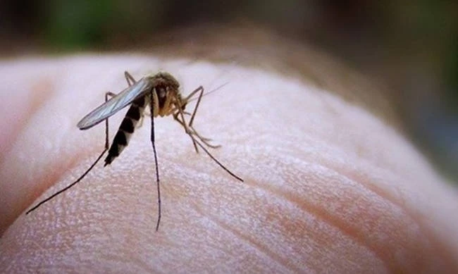 Ανησυχία για την αύξηση των θυμάτων από τον ιό του Δυτικού Νείλου- Ανήλθαν στους 5 οι νεκροί